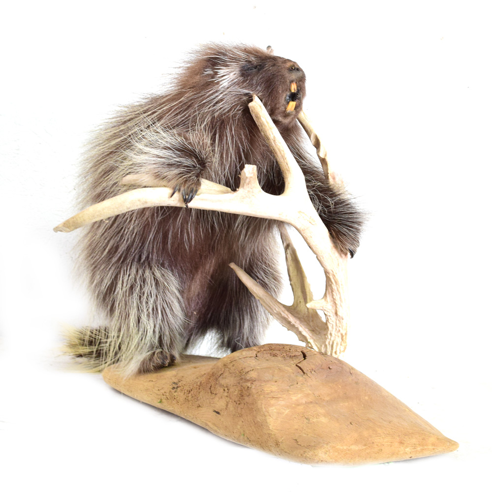 Porcupine Taxidermy Mounts for Sale and Taxidermy Trophies for Sale!