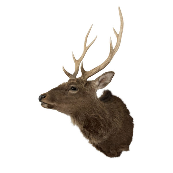 Sika Deer taxidermy