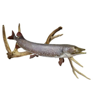 Muskellunge