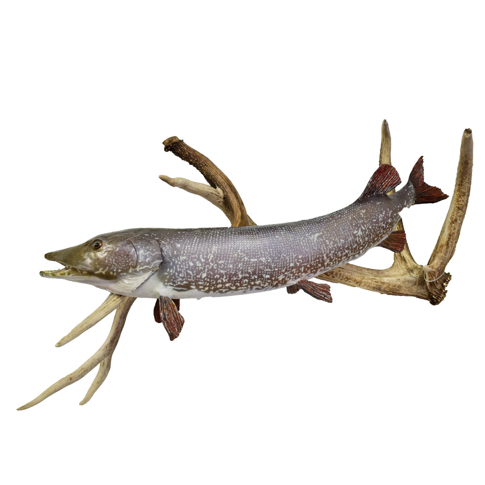Muskellunge - Taxidermy Mounts for Sale and Taxidermy Trophies for