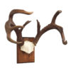 Whitetail Deer Antler Rack 4x4, 6-Point