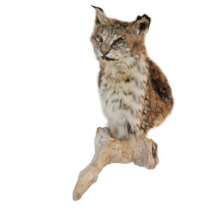 Bobcat on Wood Pedestal