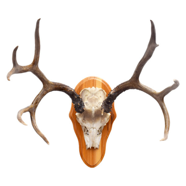 Mule Deer Antlers Taxidermy Mounts for Sale and Taxidermy Trophies
