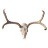Mule Deer Skull, Pearlescent Finish