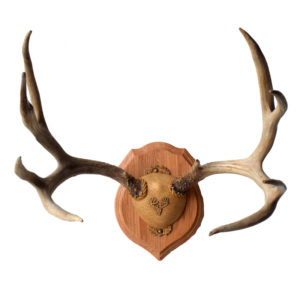Mule Deer Antler Rack 5x5