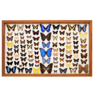 group of 100 butterflies in a wood frame