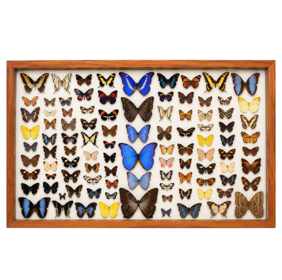 group of 100 butterflies in a wood frame