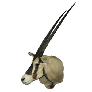Fringe-eared Oryx