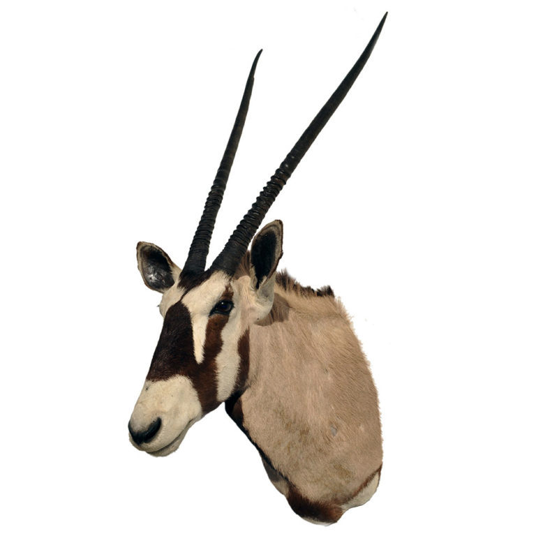 Gemsbok Oryx Taxidermy Mounts From TaxidermyTrophiesForSale