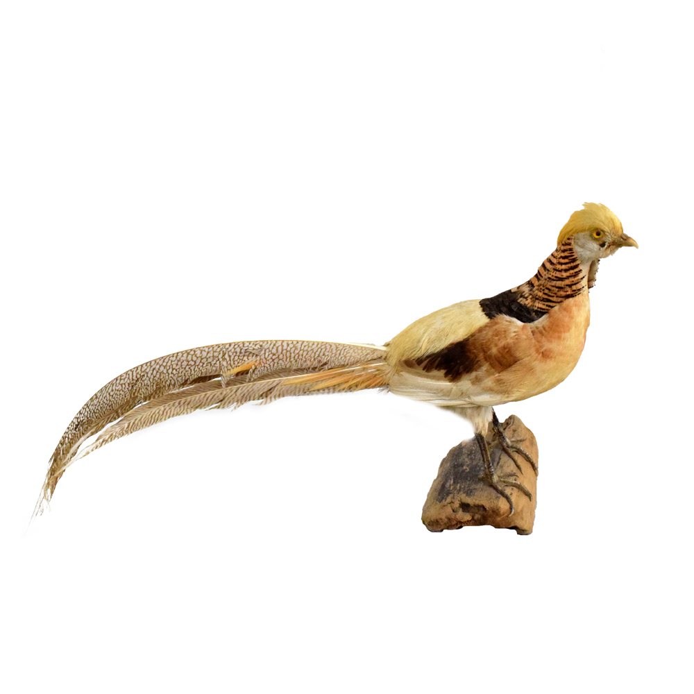 Rustic Trophy Pheasant
