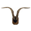 Himalayan Feral Goat Horns on Plaque