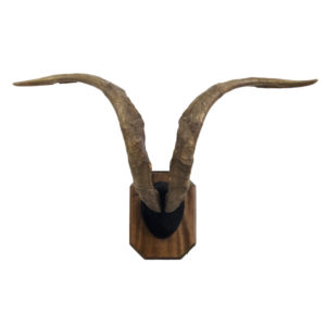 Himalayan Feral Goat Horns on Plaque