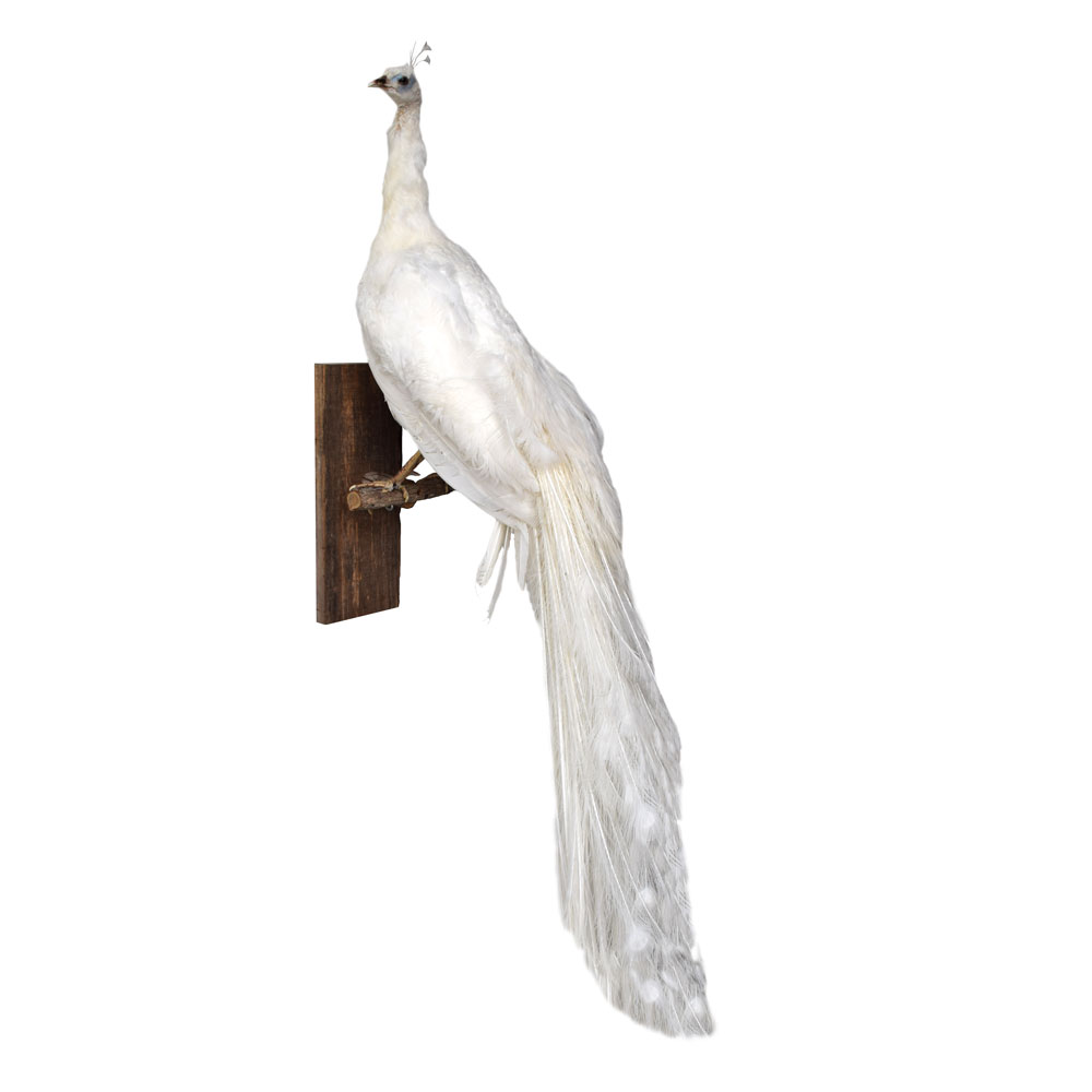 Peacock White Peacock Taxidermy Mounts For Sale And Taxidermy Trophies For Sale