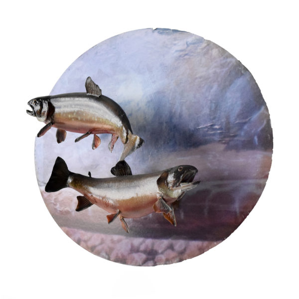Dolly Varden Trout Pair