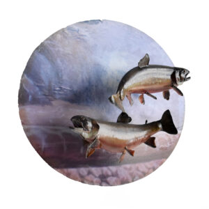 Dolly Varden Trout Pair