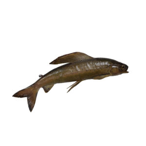 Grayling