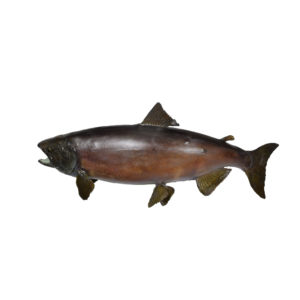 salmon mount