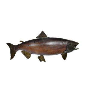 salmon mount
