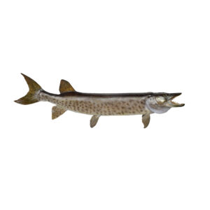 Muskellunge