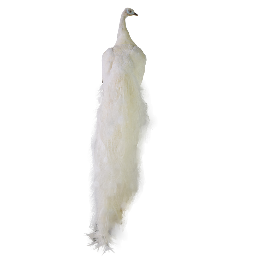 stuffed white peacock