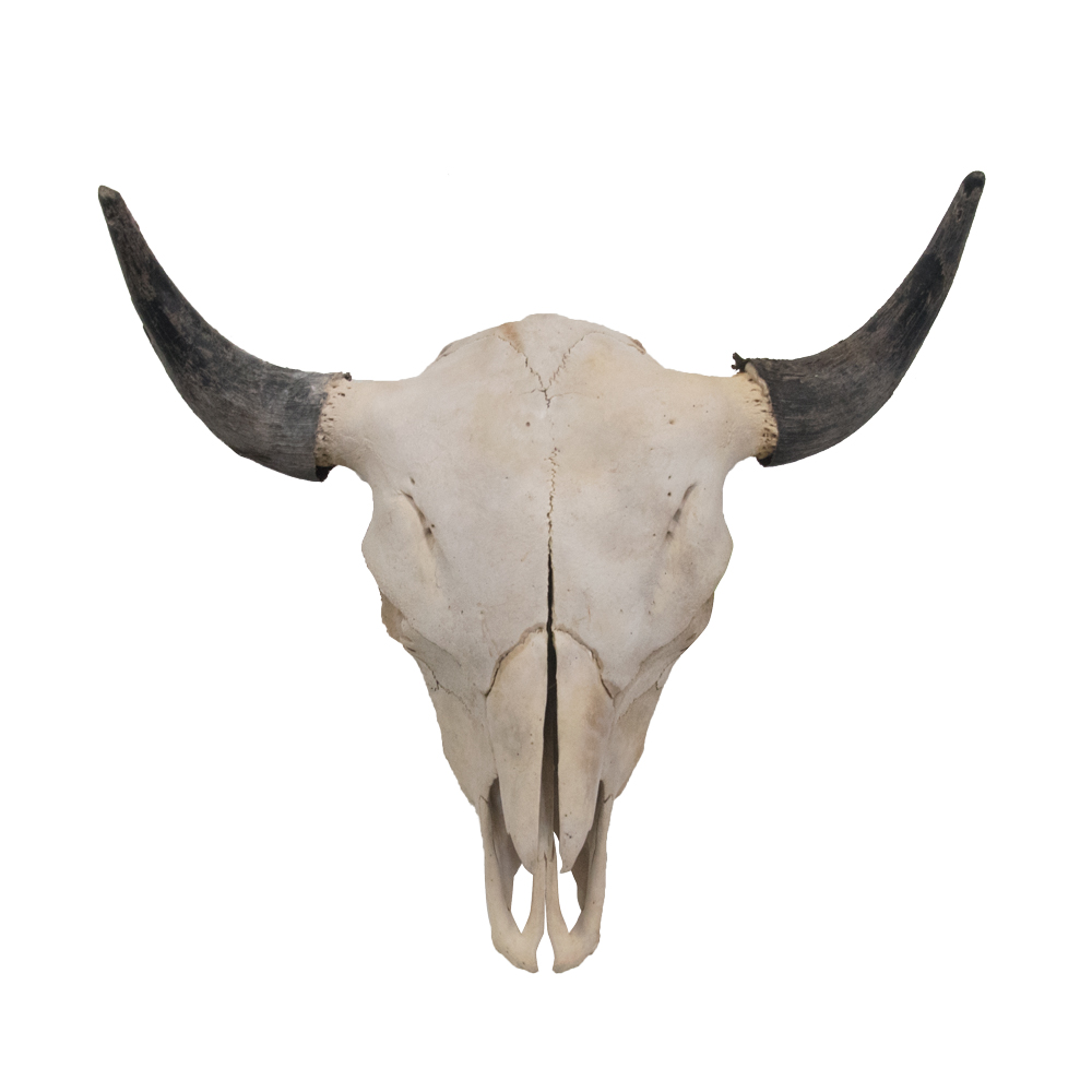 Bison Skull - Taxidermy Mounts for Sale and Taxidermy Trophies for Sale!