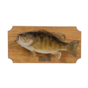 Bass on Plaque