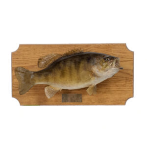 Bass on Plaque