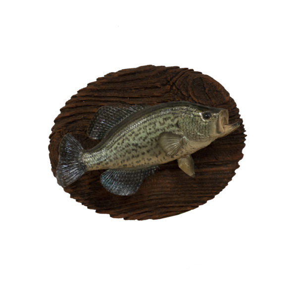 Crappie Mount - Taxidermy Mounts for Sale and Taxidermy Trophies
