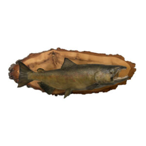 Salmon Plaque