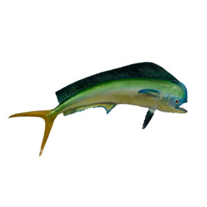 Mahi Mahi