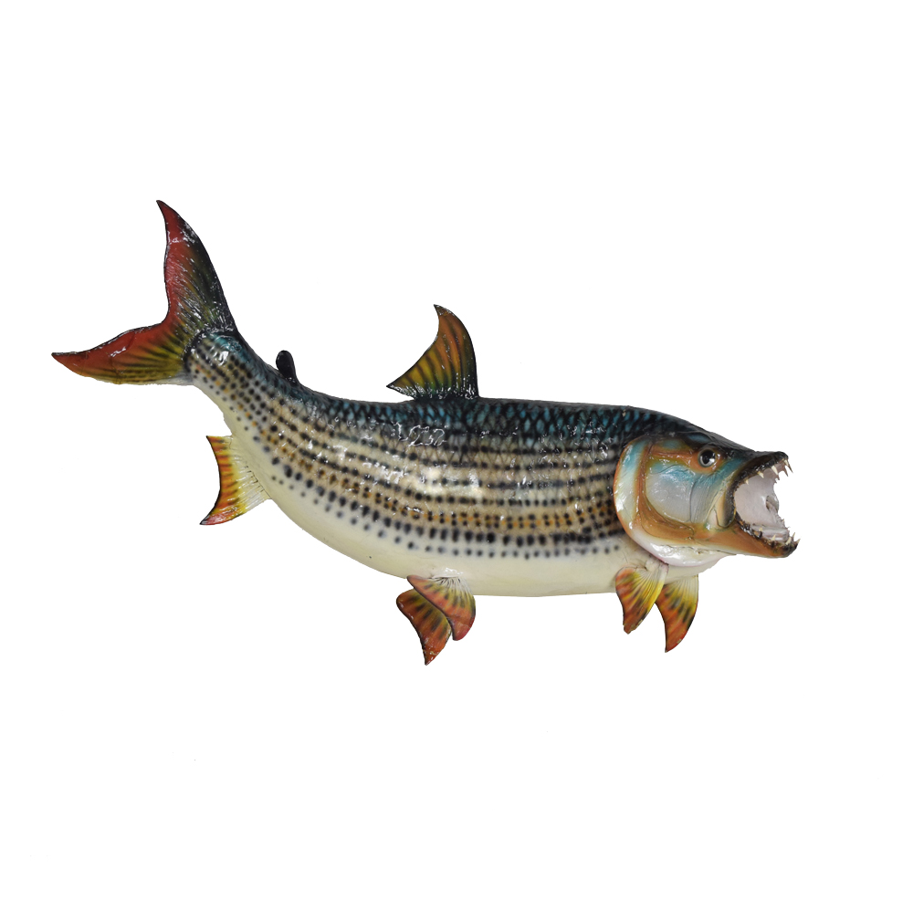 Tiger Fish - Taxidermy Mounts for Sale and Taxidermy Trophies for