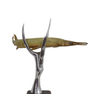 Garfish