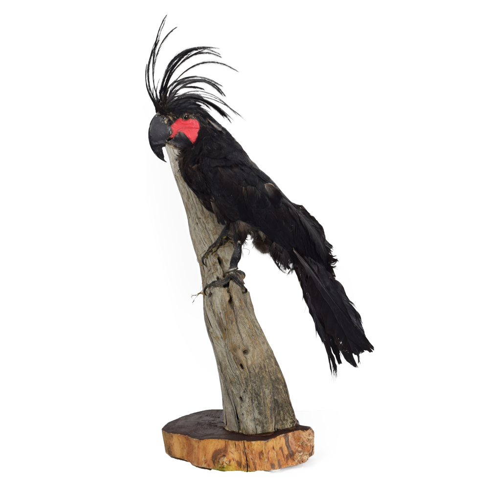 Cockatoo Black Palm Taxidermy Mounts For Sale And Taxidermy Trophies For Sale