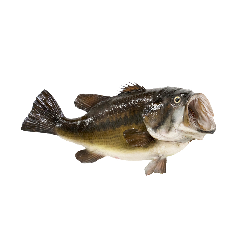 Bass Largemouth Real Skin - Taxidermy Mounts for Sale and ...