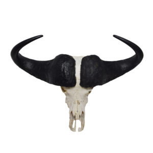 African Cape Buffalo Skulls-Horns Archives - Taxidermy Mounts for Sale ...