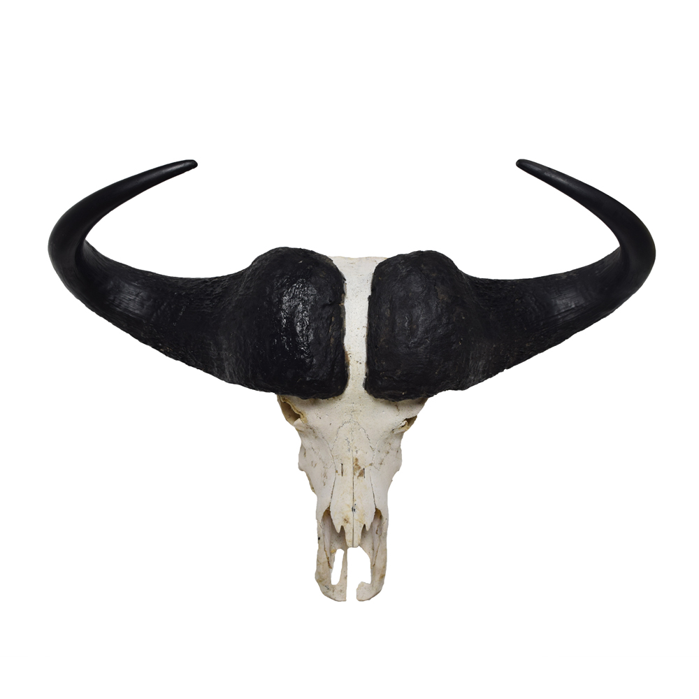 African Cape Buffalo Skull - Mounts for and Trophies for