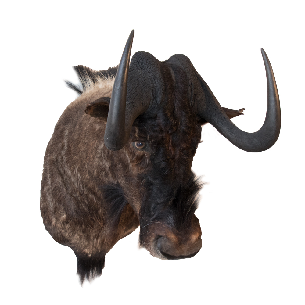 Wildebeest - Black Wildebeest - Taxidermy Mounts for Sale and Taxidermy ...