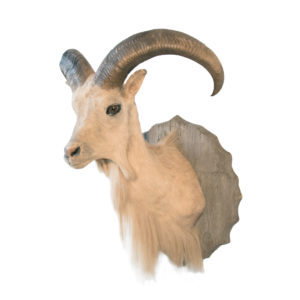 Barbary Sheep (Aoudad)