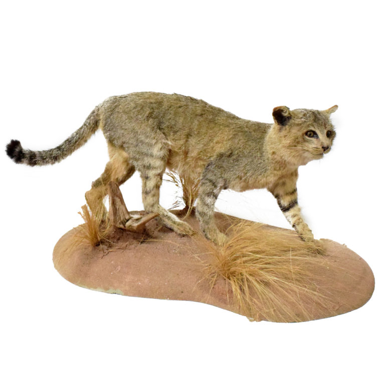 Lone African Lion - Taxidermy Mounts for Sale and Taxidermy Trophies ...