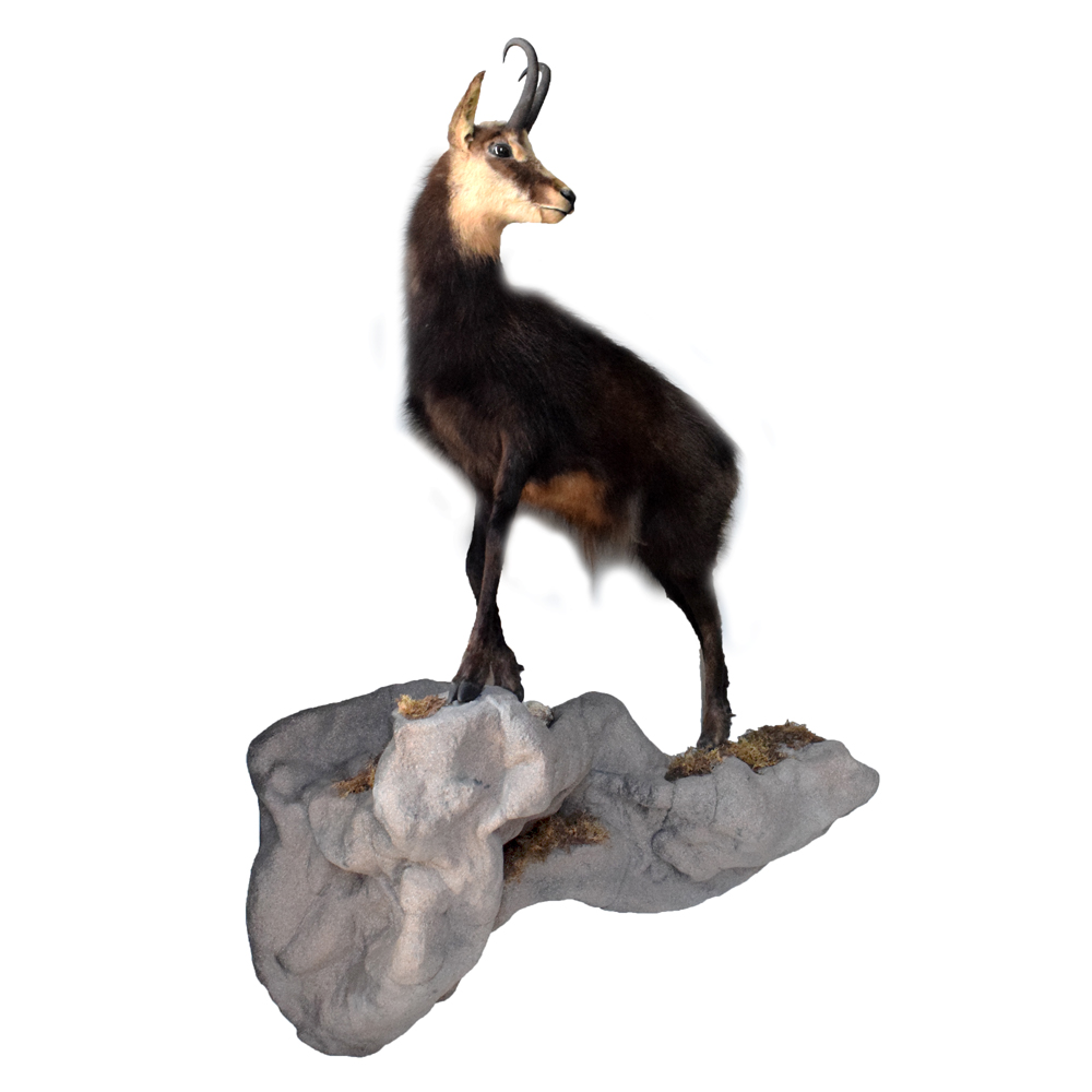 Chamois Sheep - Taxidermy Mounts for Sale and Taxidermy Trophies for Sale!