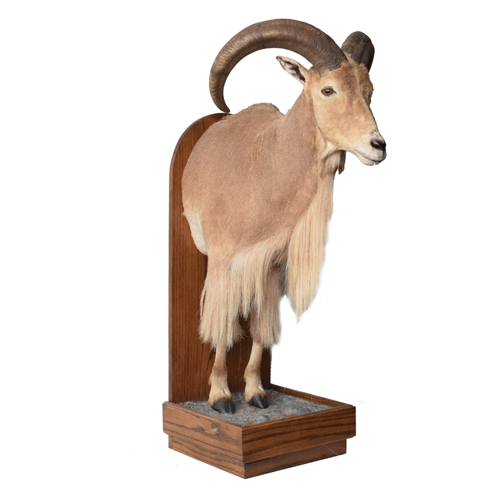 Barbary Sheep (Aoudad) - Taxidermy Mounts for Sale and Taxidermy ...