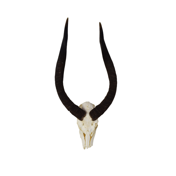 Bison Skull - Taxidermy Mounts for Sale and Taxidermy Trophies for Sale!