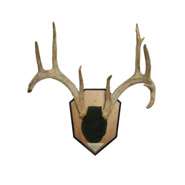 Whitetail Deer Antlers on Plaque