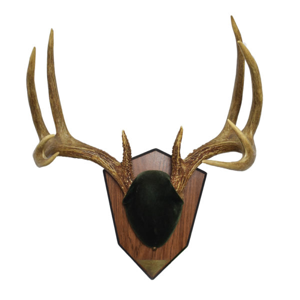 Whitetail Deer Antlers on Plaque