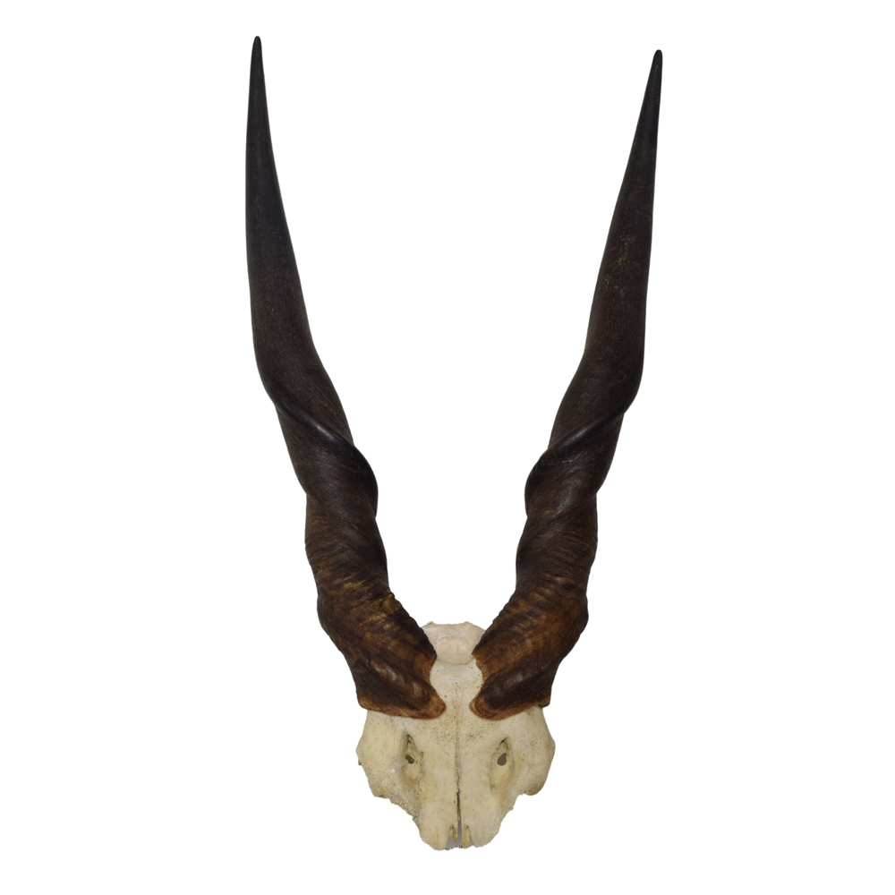 Hartebeest - Red Hartebeest Skull - Taxidermy Mounts for Sale and ...