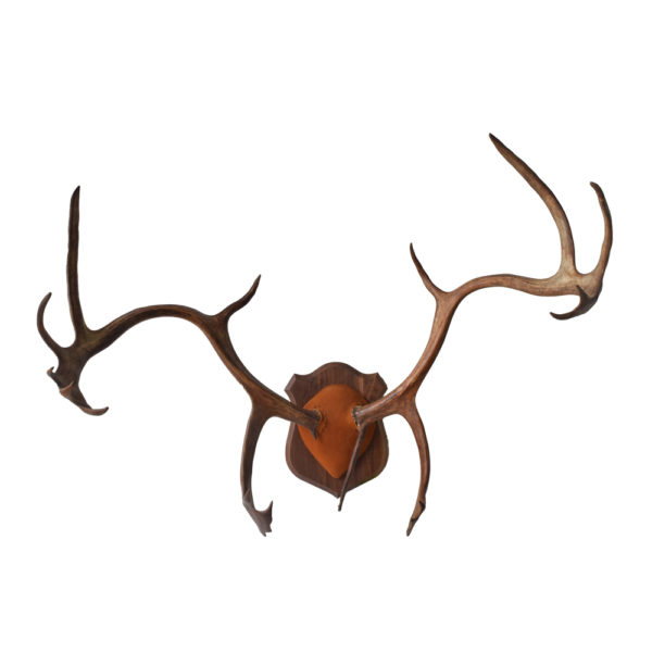 Caribou Antlers - Taxidermy Mounts for Sale and Taxidermy Trophies for ...