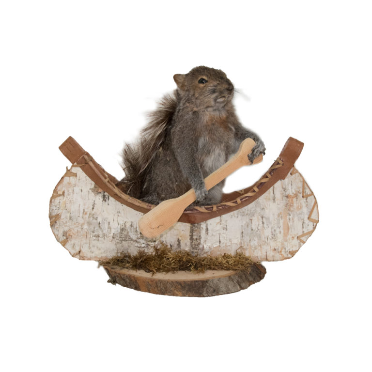 Squirrel Flying Squirrel Taxidermy Mounts for Sale and Taxidermy
