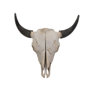bison Skull