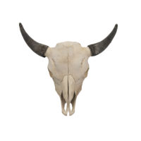 Antler Type Animals Archives - Taxidermy Mounts for Sale and Taxidermy ...