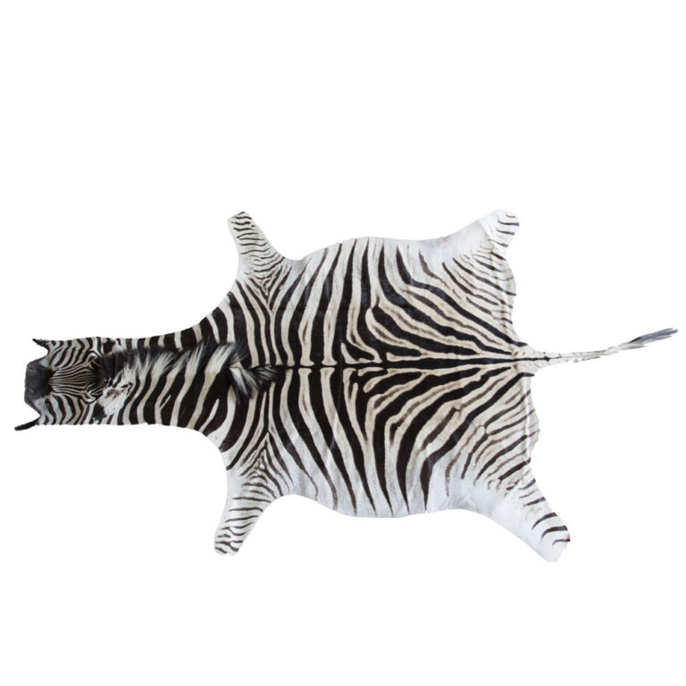 Zebra Pillow Taxidermy Mounts for Sale and Taxidermy Trophies for Sale!